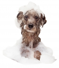 Dog Shampoo