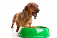 Dog Food